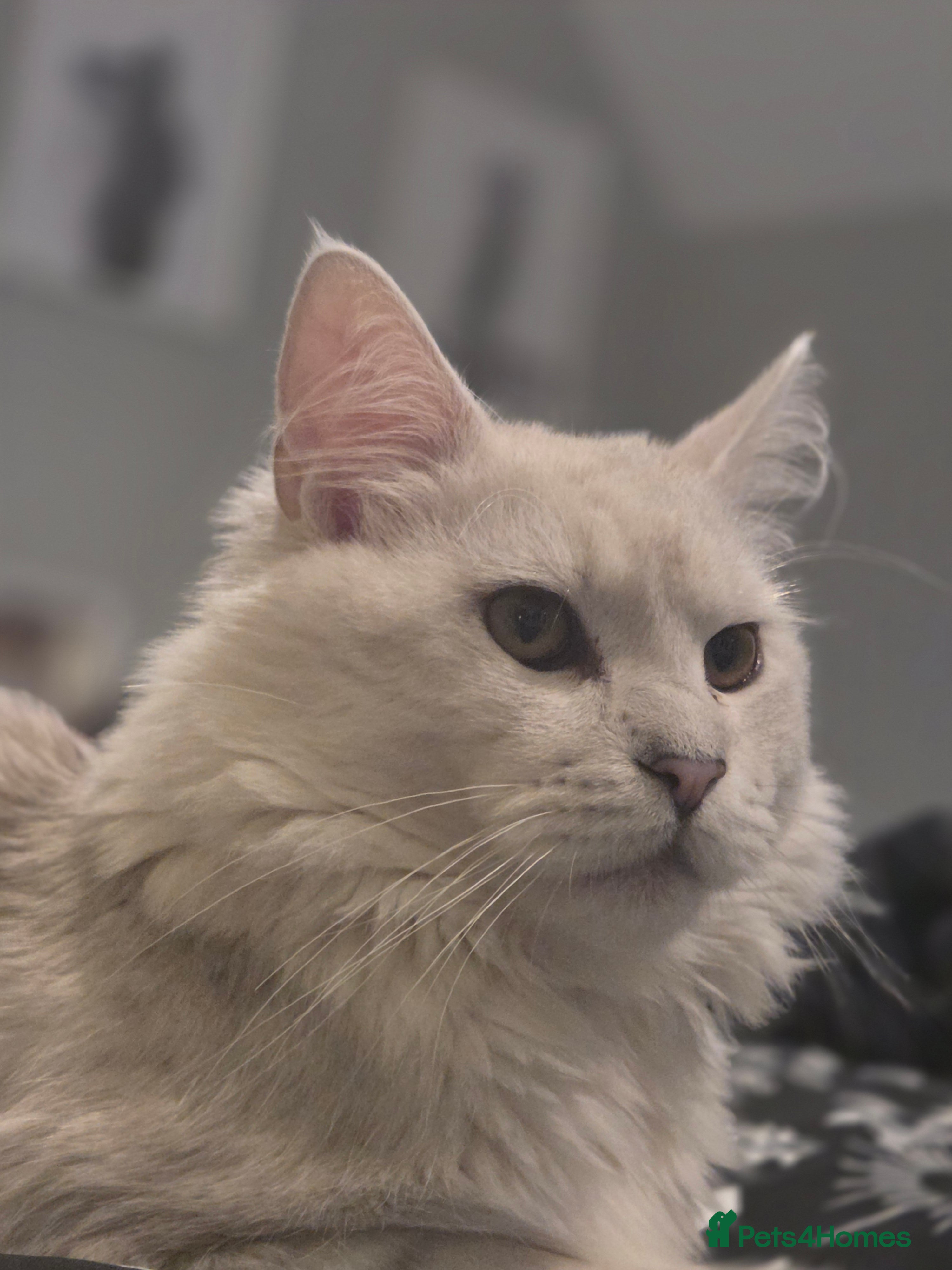 Maine Coon cats White silver shaded maine coon - Advert 7
