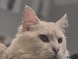 Maine Coon cats White silver shaded maine coon - Advert 2