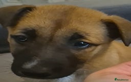 Mixed Breed dogs for sale: 8 week old puppy - Image 4
