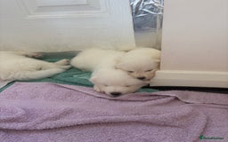 Samoyed dogs for sale: Samoyed puppies for sale - Image 2