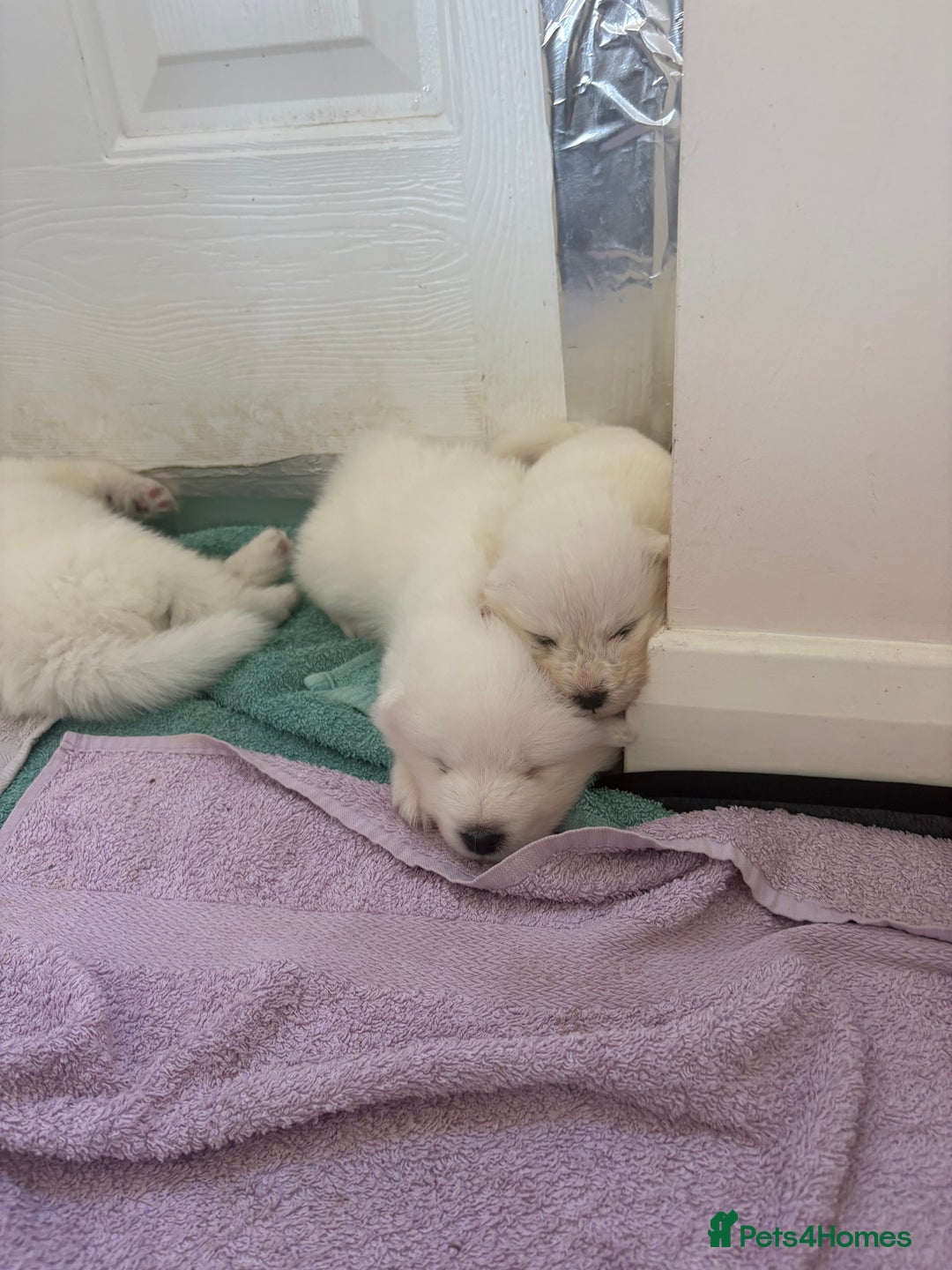 Samoyed dogs for sale: Samoyed puppies for sale - Image 2
