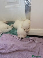 Samoyed dogs Samoyed puppies for sale - Advert 3