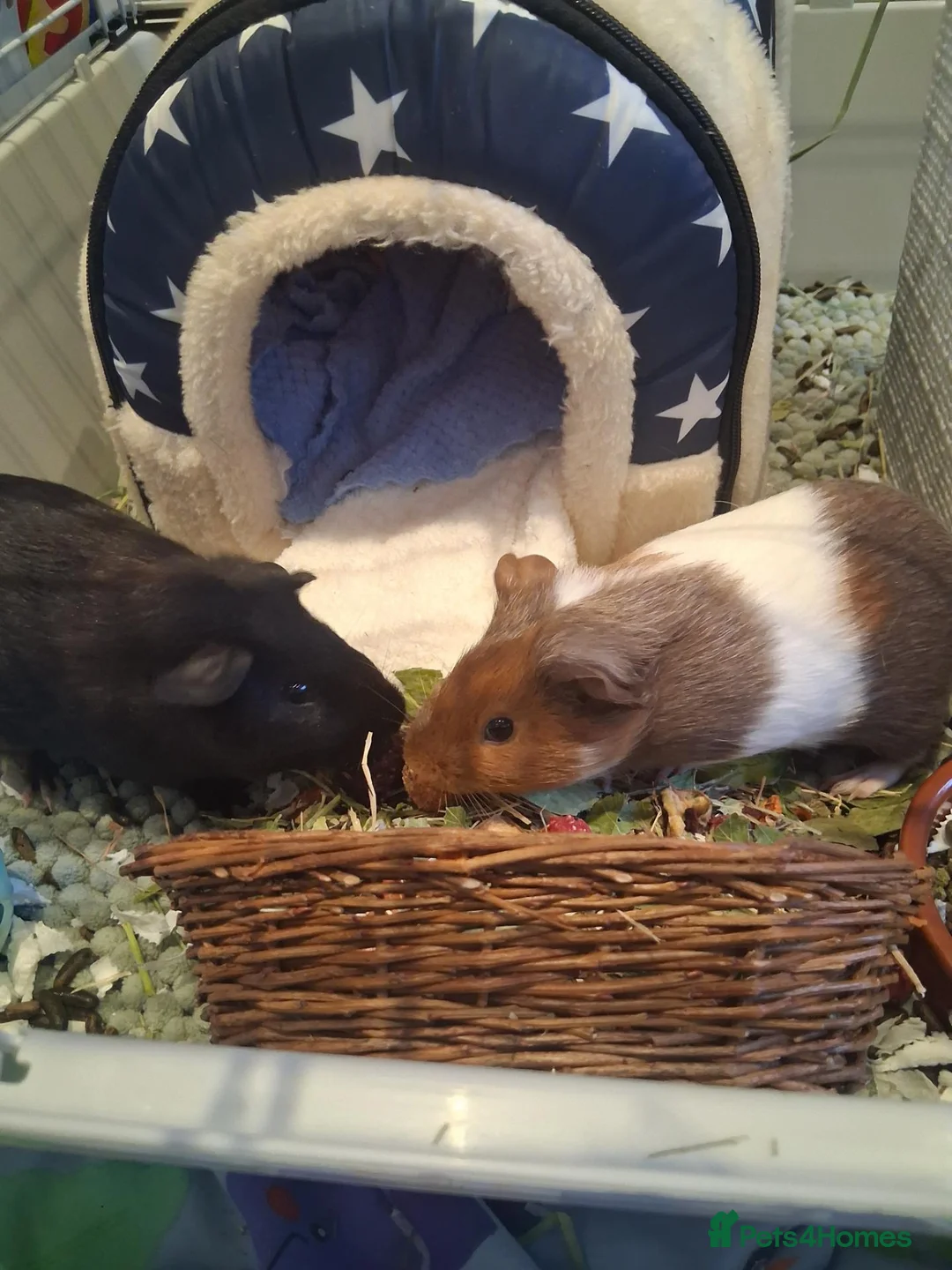 Guinea Pig rodents for sale: Guinea pigs pair 11 weeks old very friendly males - Advert 1