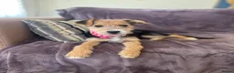 Mixed Breed dogs for adoption: Terrific Little Trixie - Advert 2