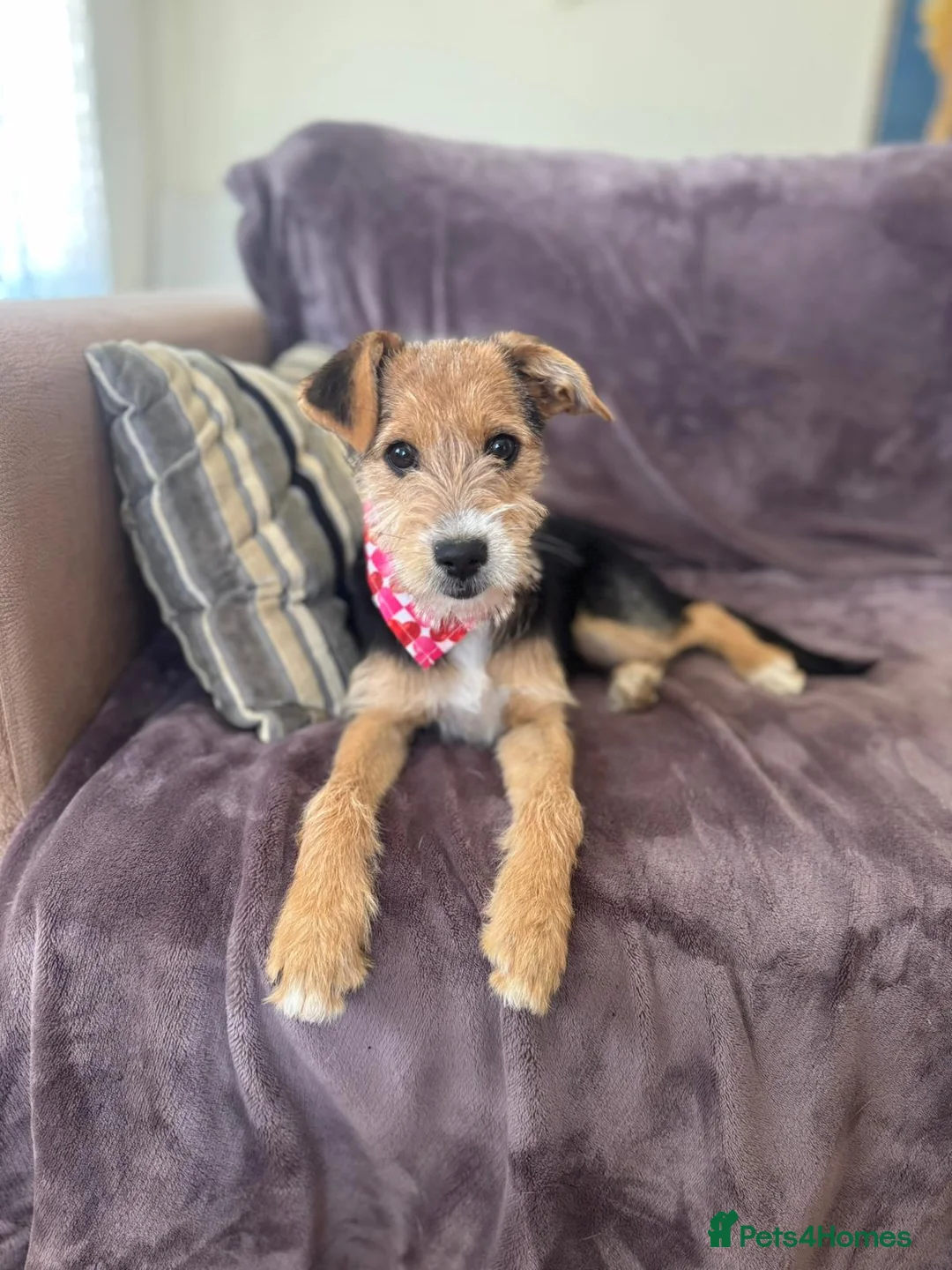 Mixed Breed dogs for adoption: Terrific Little Trixie - Advert 2
