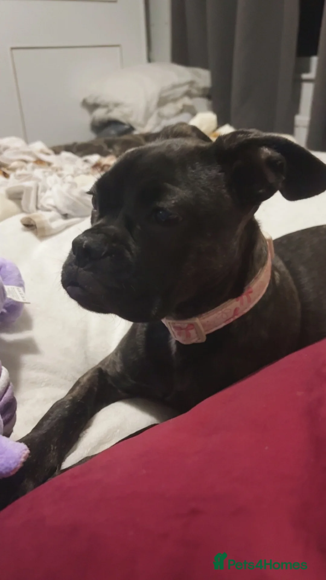 Mixed Breed dogs for sale: Coco Frenchie/bulldog - Advert 2