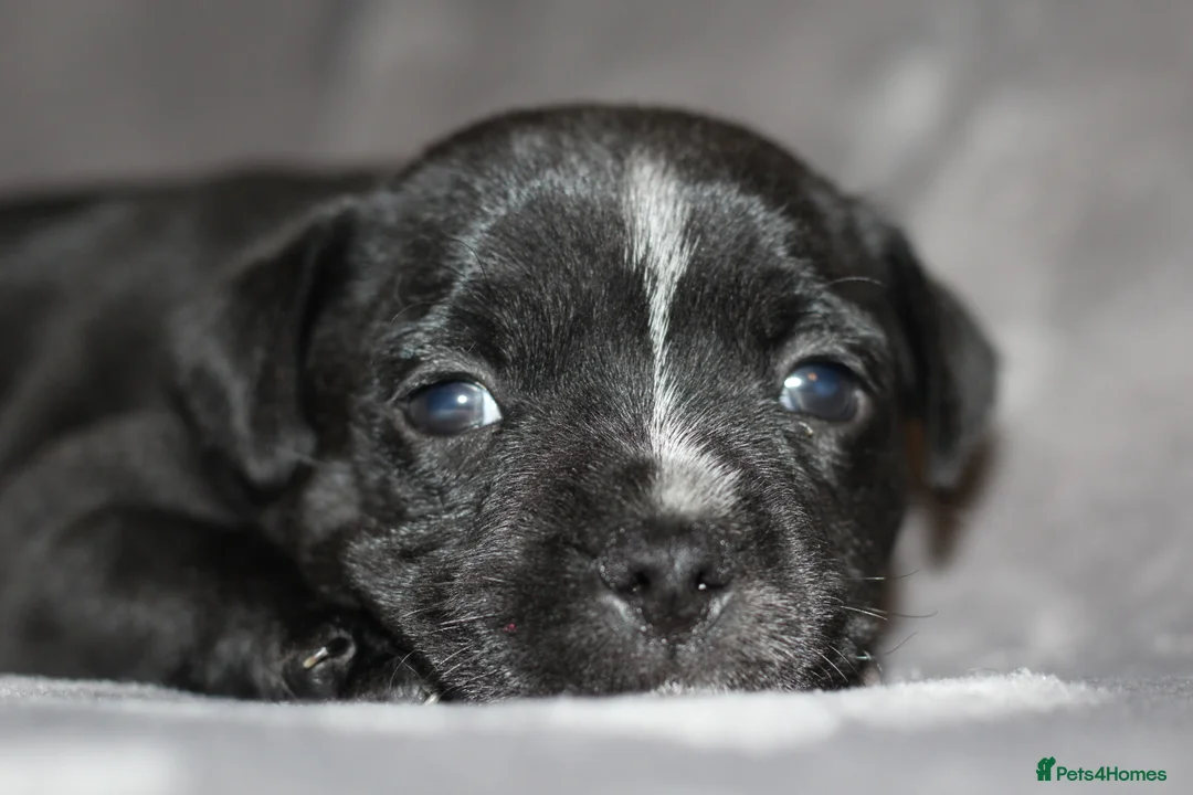 Staffordshire Bull Terrier dogs for sale: Extensively Health Tested KC S.B.T - Advert 2