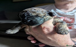 Shihpoo dogs for sale: F2 shihpoo puppies. - Image 12