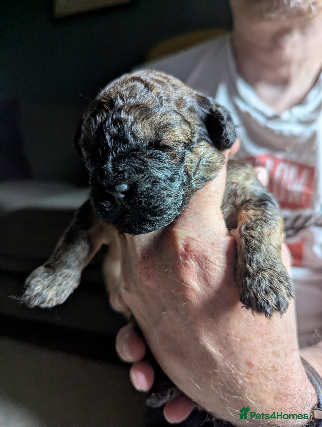 Shihpoo dogs for sale: F2 shihpoo puppies. - Image 12