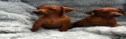 Miniature Pinscher dogs for sale: Two Male Miniature Pinscher Puppies in London - Advert 6