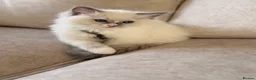 Ragdoll cats for sale: Beautiful Ragdoll Kittens - Advert 11