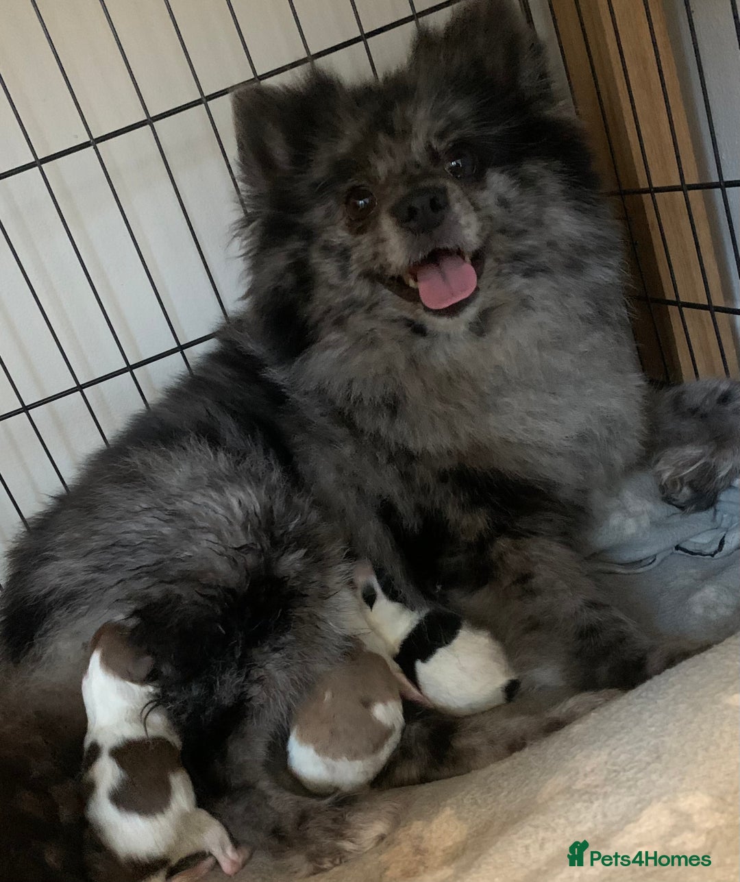Pomeranian dogs for sale: Pomeranian puppies two males   - Image 7