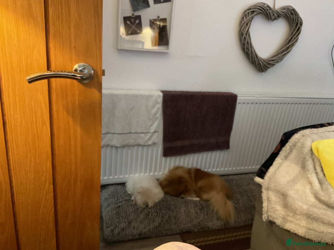 Mixed Breed dogs for sale: Malti-Pom Puppies - £1200 - Advert 20