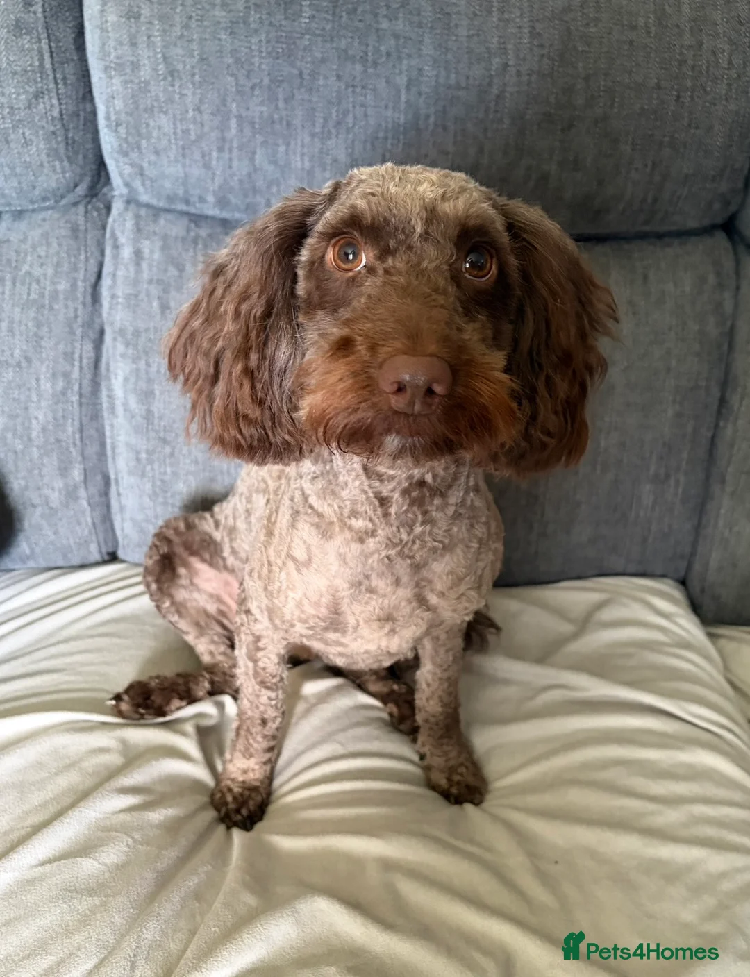 Cockapoo dogs for sale:  2 1/2 year old chocolate castrated cockapoo boy - Advert 2