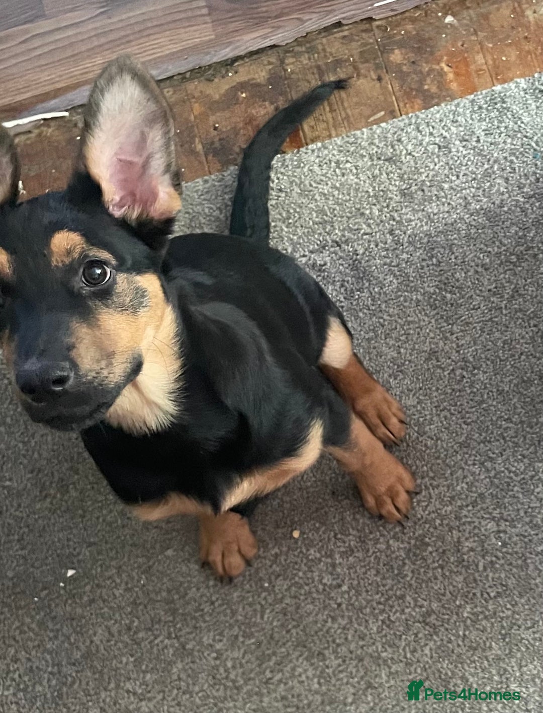 Mixed Breed dogs for sale: Mixed - Image 1