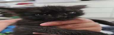 Mixed Breed 3