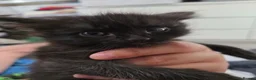 Mixed Breed cats for sale: Beautiful Fluffy Black Kittens in Uxbridge - Advert 19