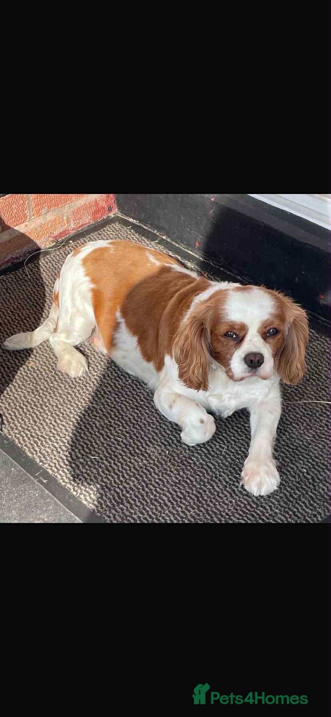 Cavalier King Charles Spaniel dogs for sale: Beautiful Mia - Image 2