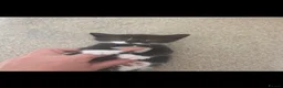 Mixed Breed cats for sale: Beautiful blue eyed kittens  - Advert 6