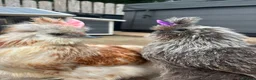 Chickens poultry for sale: 3 beautiful female silkies  - Advert 31