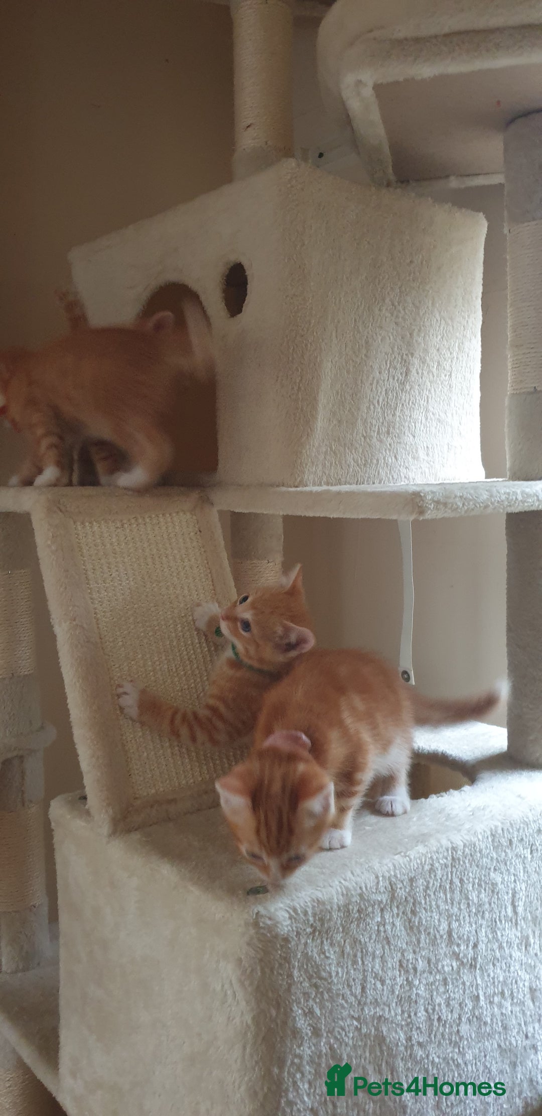 Domestic Shorthair cats for sale: Ginger kittens  - Image 6