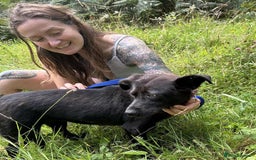 Mixed Breed dogs for adoption: Blossy - Norwich Norfolk  - Image 3