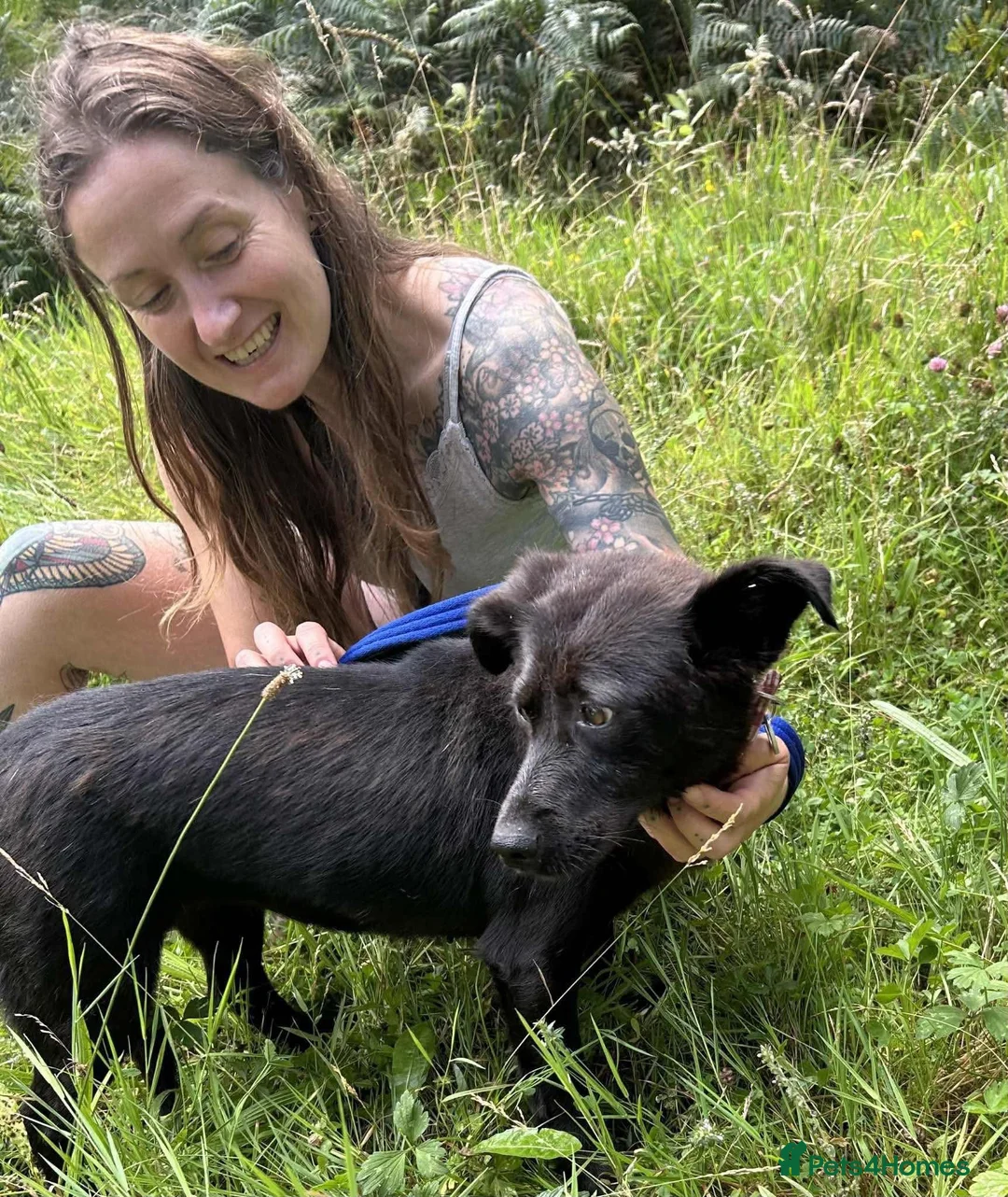 Mixed Breed dogs for adoption: Blossy - Norwich Norfolk  - Advert 3