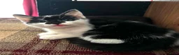 Mixed Breed cats for sale: Kittens for sale in Saxmundham - Advert 3