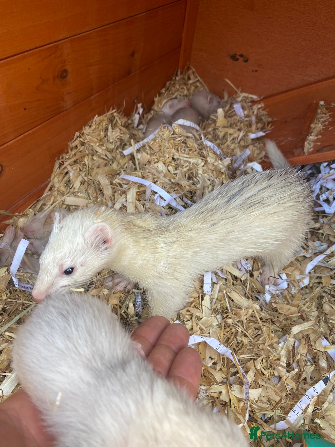Ferret rodents for sale: Mirco kitts  in Redditch - Image 4