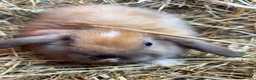 French Lop rabbits for sale: French lop babies ready to go  - Advert 8