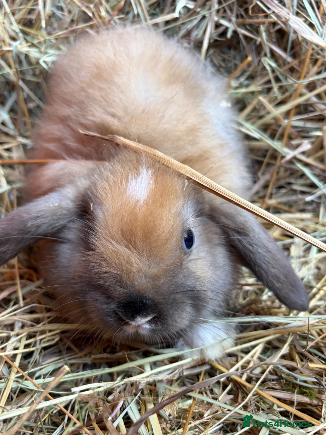 French Lop rabbits for sale: French lop babies ready to go  - Advert 8