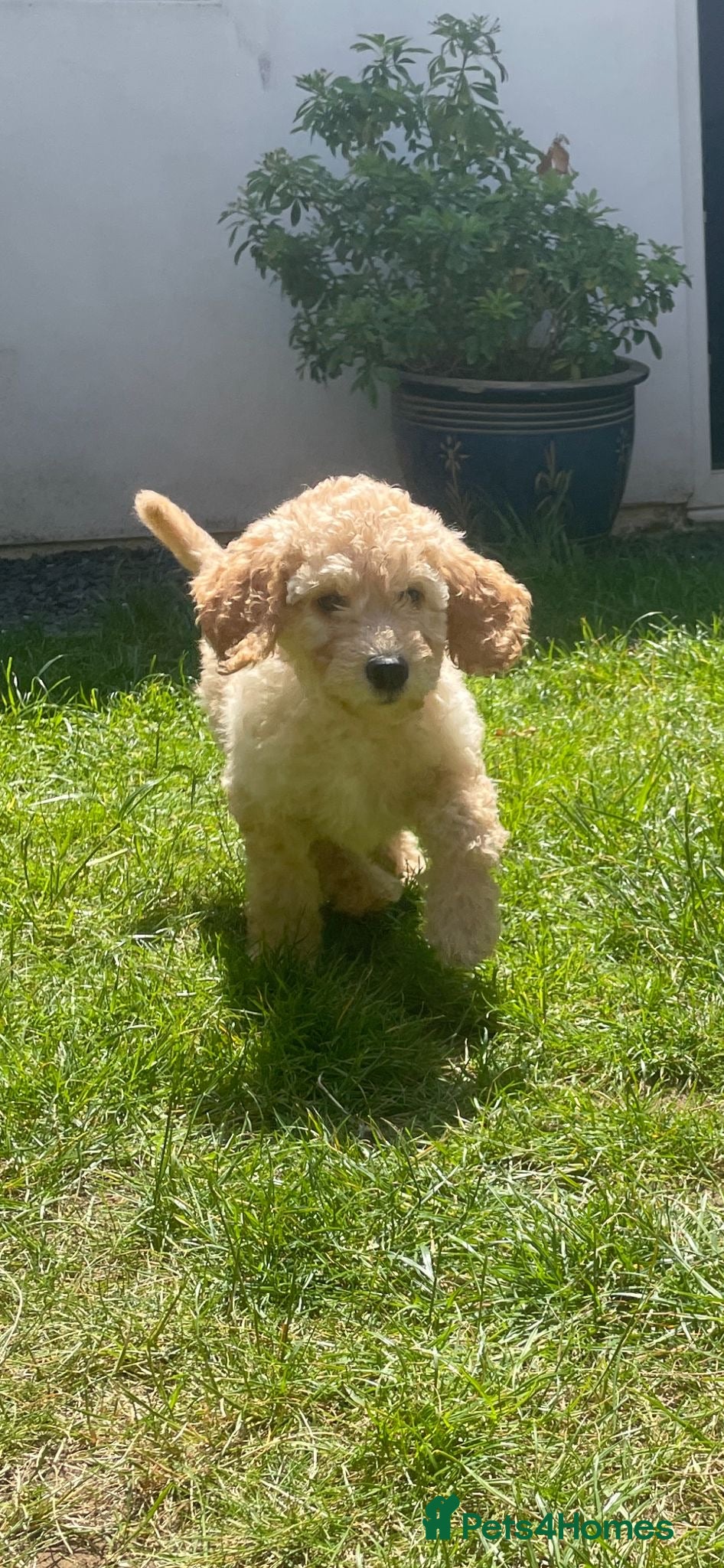 Labradoodle dogs READY TO LEAVE! Apricot/Cream Labradoodle Puppies  - Advert 1