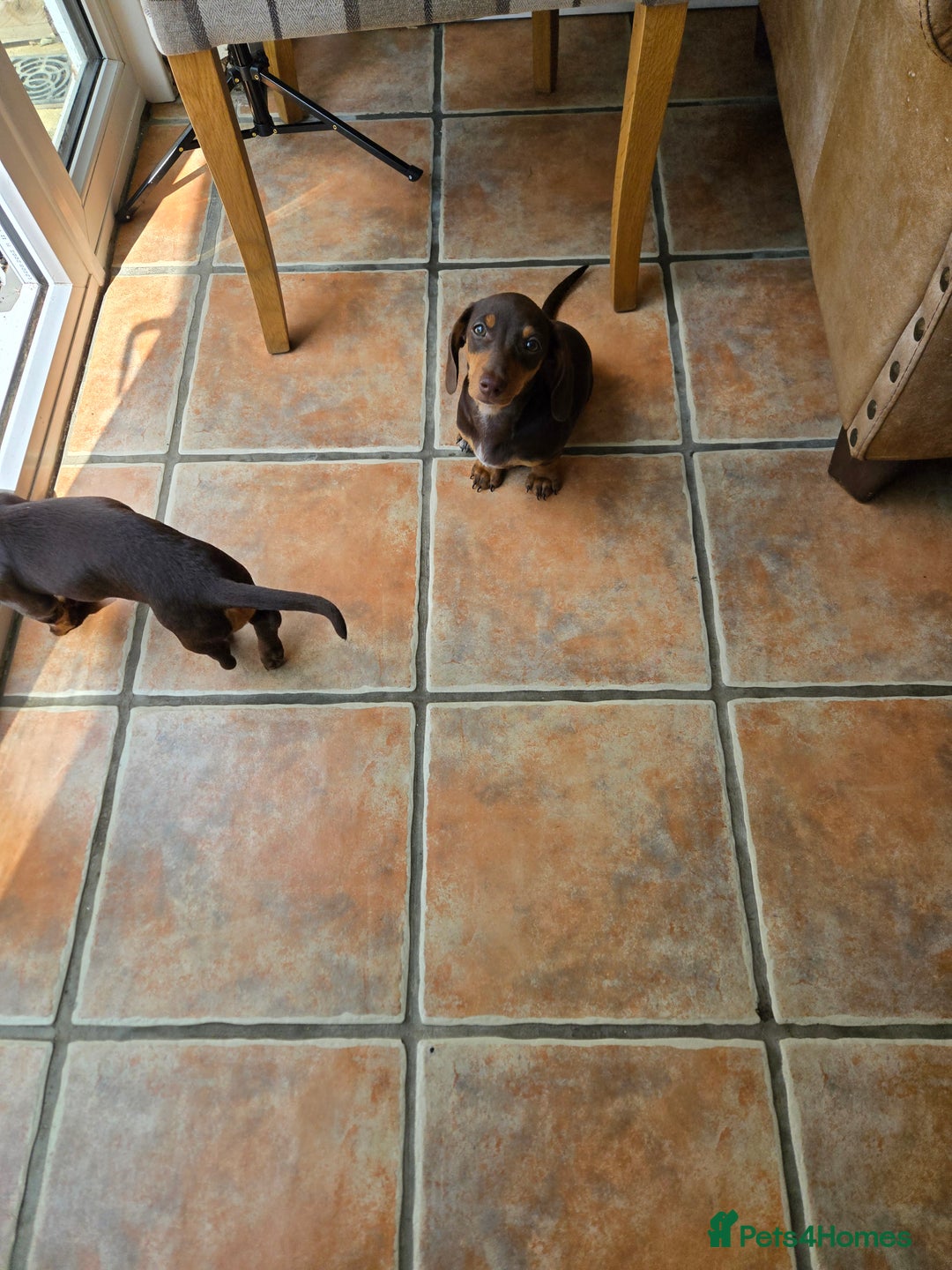 Dachshund dogs for sale: Loverly Dauchunds  - Image 6