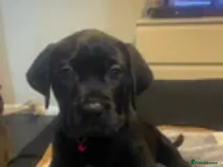 Mixed Breed dogs Cane corso X presa canerio - Advert 1