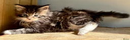 Maine Coon cats for sale: Beautiful Maine Coon kittens - Advert 26