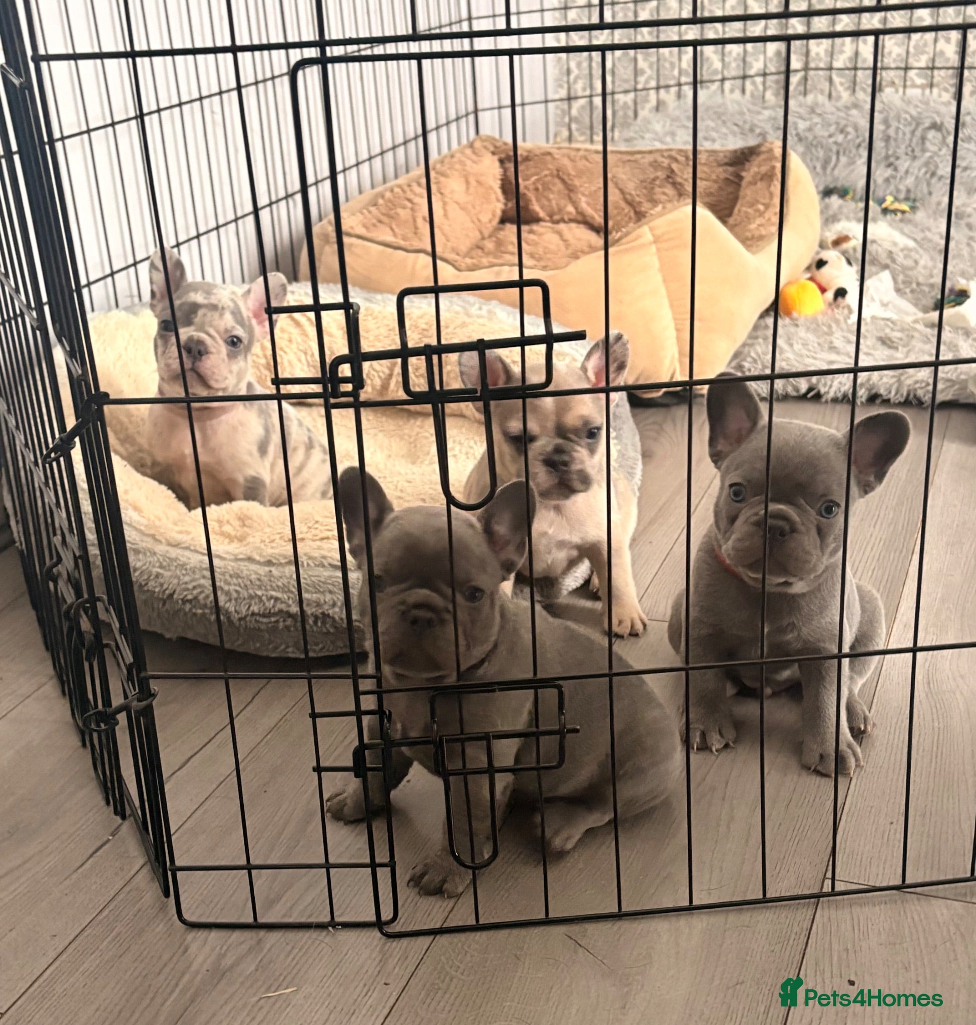 French Bulldog dogs French Bulldog Puppies - Advert 14