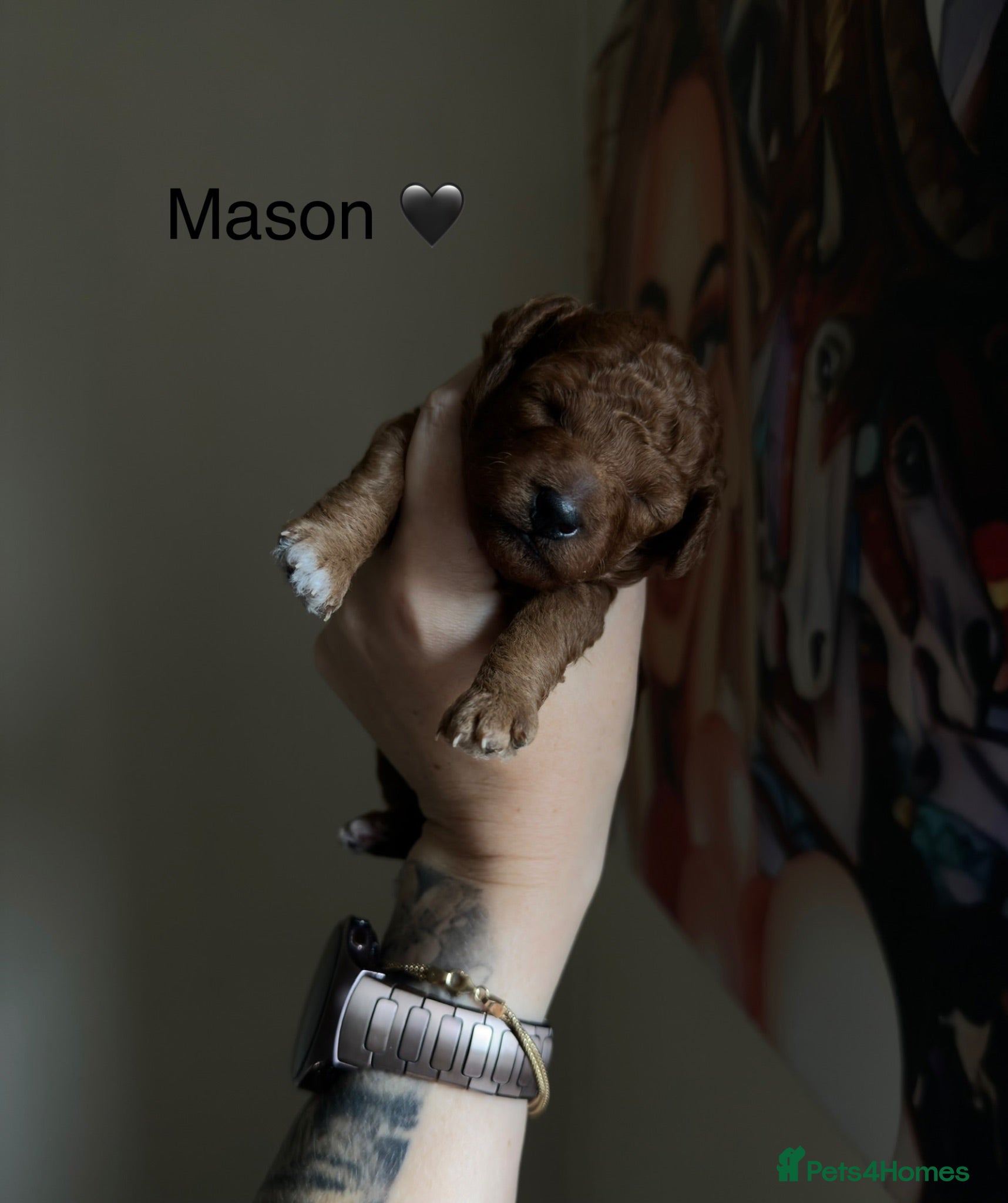 Toy Poodle dogs 5⭐️licensed ESPONJOSO tiny Half Asian Toy Poodle👑 - Advert 18