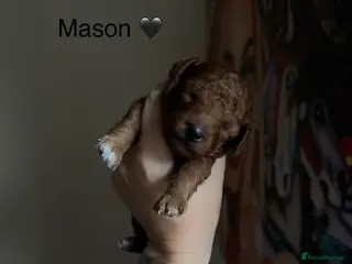Toy Poodle dogs 5⭐️licensed ESPONJOSO tiny Half Asian Toy Poodle👑 - Advert 18