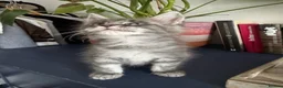 Maine Coon cats for sale: Tica Registered 5 Russian Mainecoon   - Advert 13