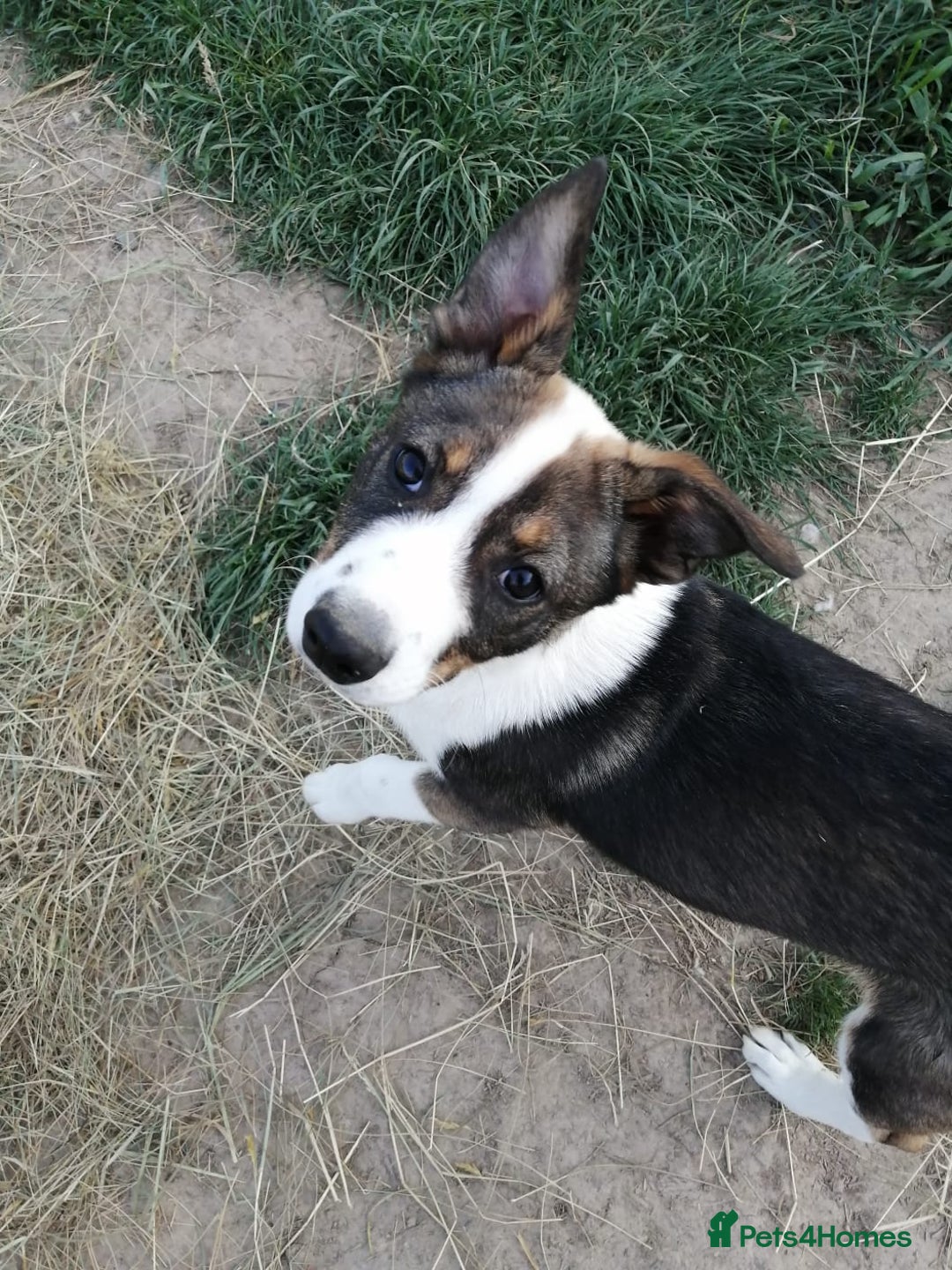 Mixed Breed dogs for adoption: 💖🐶 SESI 🐶💖 - Image 8