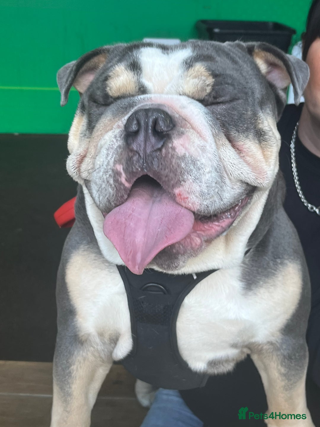 Mixed Breed dogs for sale: Beautiful freelance bulldogs  - Advert 14