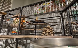 Parrots birds for sale: Bronze wing Pionus female 3 years old - Image 9
