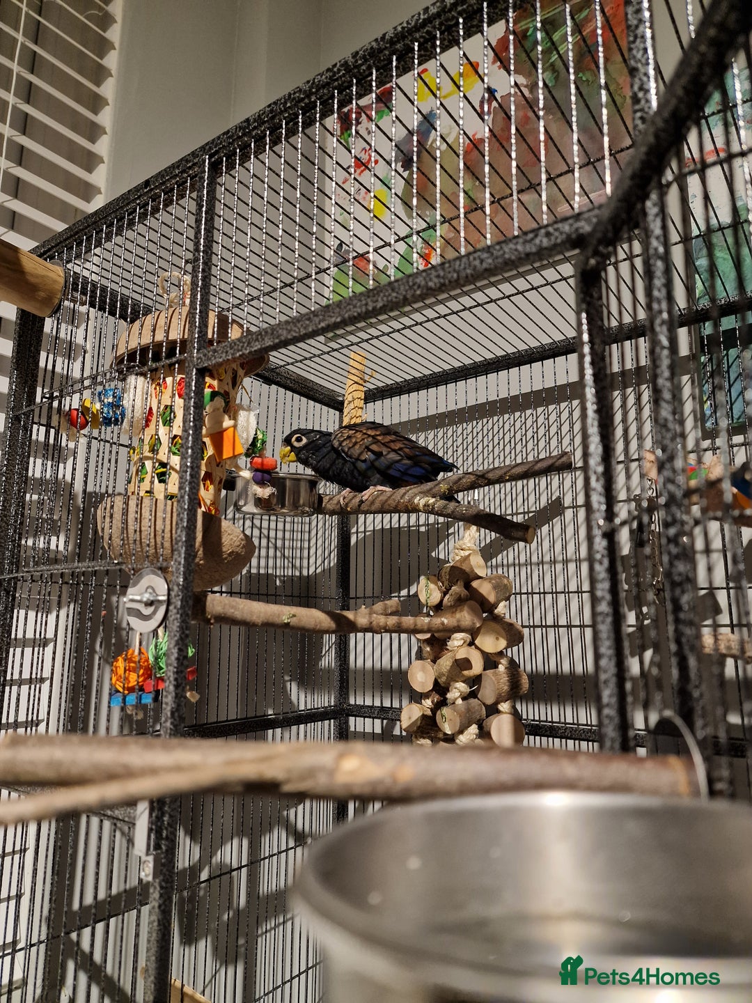 Parrots birds for sale: Bronze wing Pionus female 3 years old - Image 9
