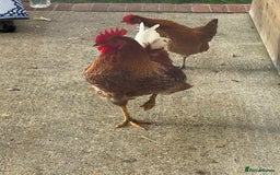Chickens poultry for sale: Magnificent Young Rhode Island Red Rooster - Advert 3