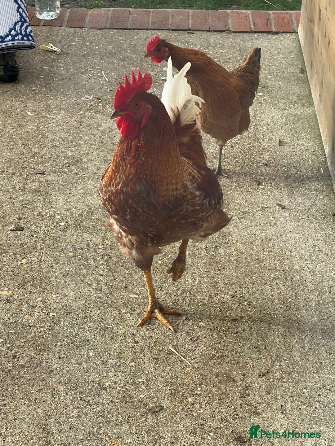 Chickens poultry for sale: Magnificent Young Rhode Island Red Rooster - Advert 3