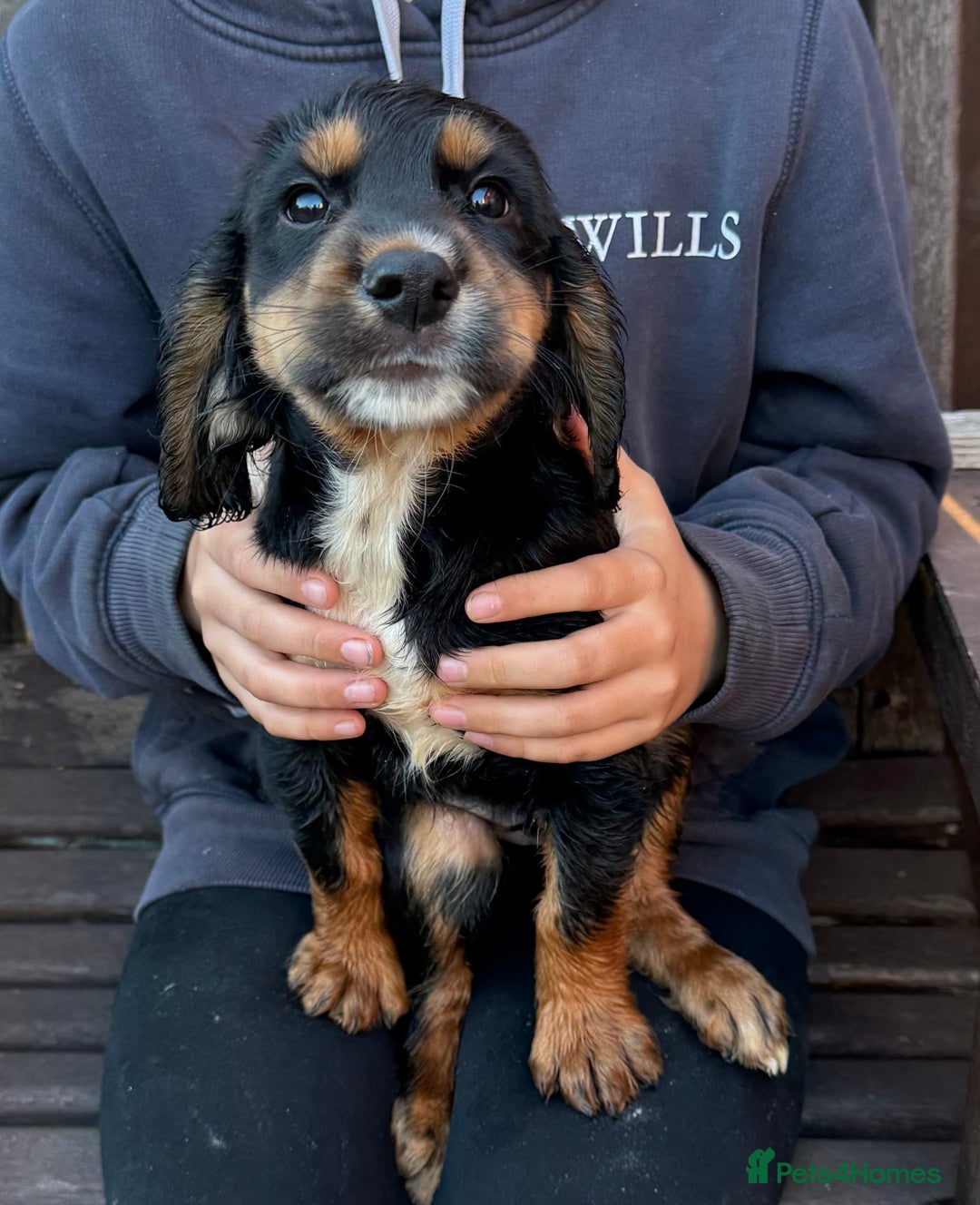 Cocker Spaniel dogs for sale: Working cocker spaniels  - Image 29