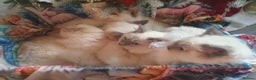 Ragdoll cats for sale: Mink & traditional Ragdolls - Advert 25