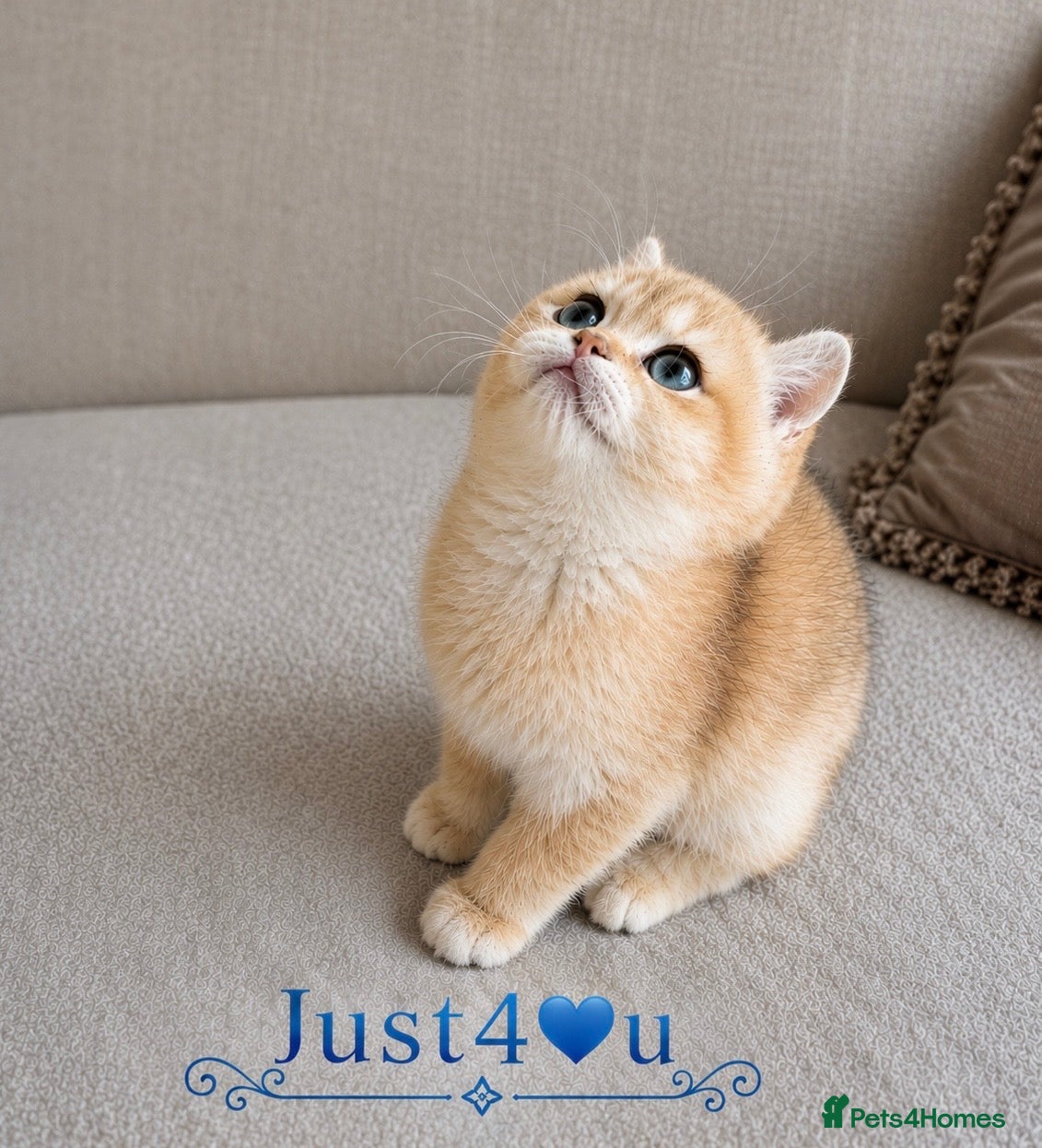 British Shorthair cats 🏆Tica registered ny12 British Shorthair Boys🏆 - Advert 2