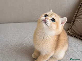 British Shorthair cats 🏆Tica registered ny12 British Shorthair Boys🏆 - Advert 2