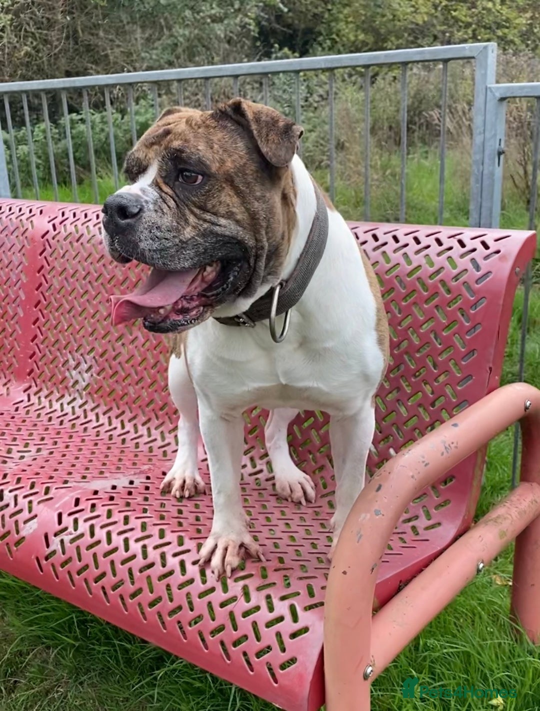 Alapaha Blue Blood Bulldog dogs for sale: TOP QUALITY PURE ALAPAHA BULLDOGS - Advert 37